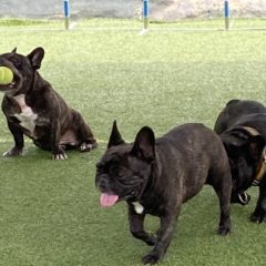 ウンチは、健康のバロメーター