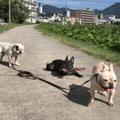 ちょっと気になっているドッグフード　