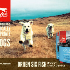 オリジン　６フィッシュ　SIX　FISH  　在庫切れ　訳あり　賞味期限切れ　アウトレット