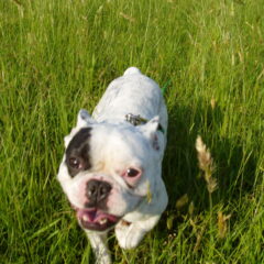 ヤフーショッピングに再出店して1ヶ月　やっぱり、世の中そんなに甘くない