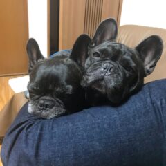 ももちゃんの闘病日記　2021/12/20　浸潤性上皮癌治療　