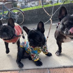 ももちゃんの闘病日記　2021/12/29　浸潤性上皮癌治療　