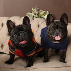 10回目　山口大学動物医療センター　浸潤性上皮癌治療　