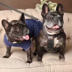 信じる！！　山口大学動物医療センター　浸潤性上皮癌　放射線治療　が終了して、約1ヶ月