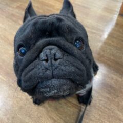 5回目　山口大学動物医療センター　浸潤性上皮癌治療　