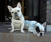 虹の橋のたもと　泣いてまうやろⅢ 　