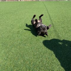 うそじゃろ　山口大学動物医療センター　浸潤性上皮癌治療　が終了して、約1ヶ月