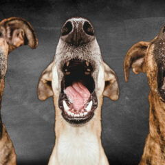 ピットブル、ラブ、ゴールデン等、大型犬をお飼いなら、アウトレットのベルカンド　BELCANDOR　＞　アウトレットのオリジン　販売中　　